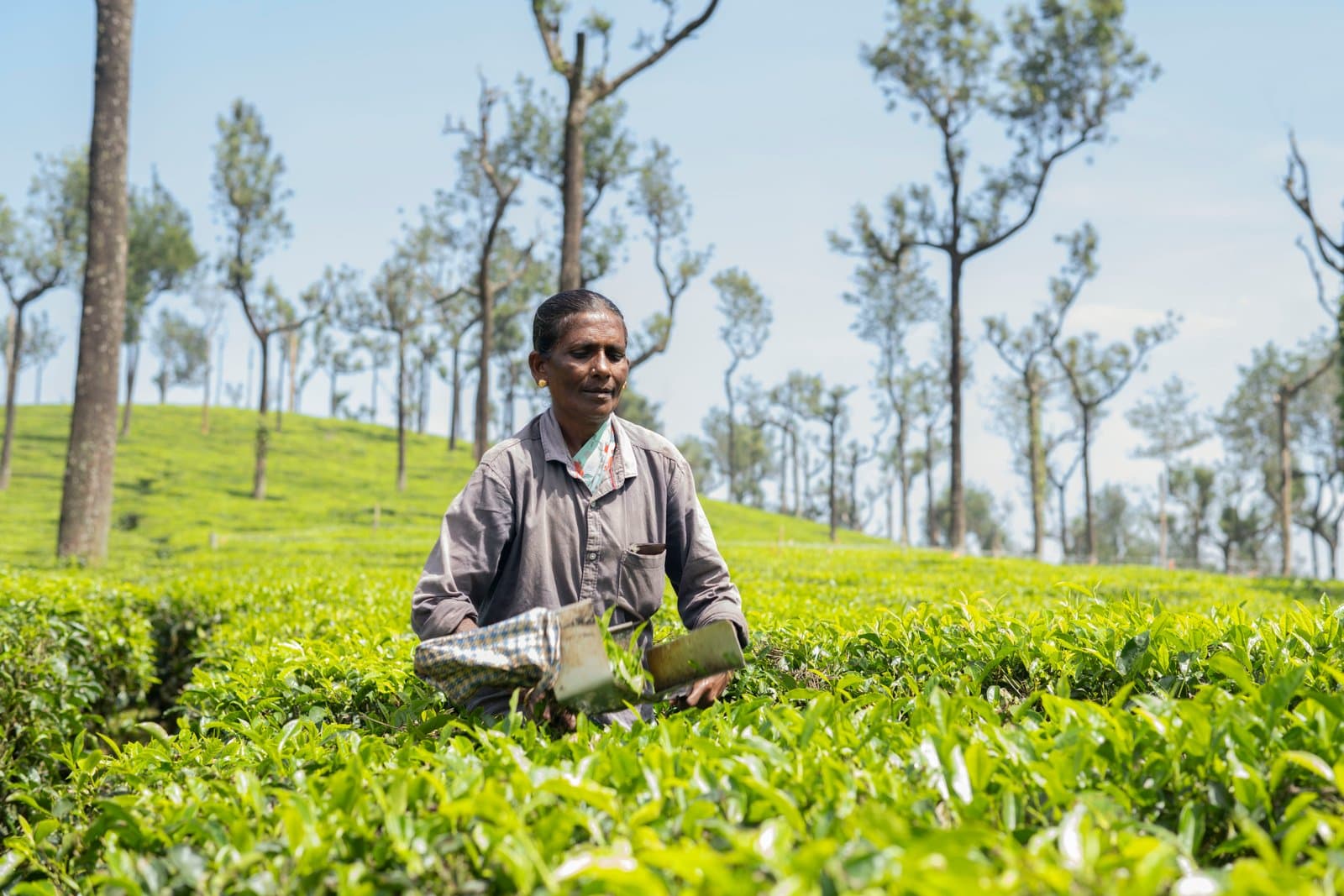 Lady picking Tea Leaves