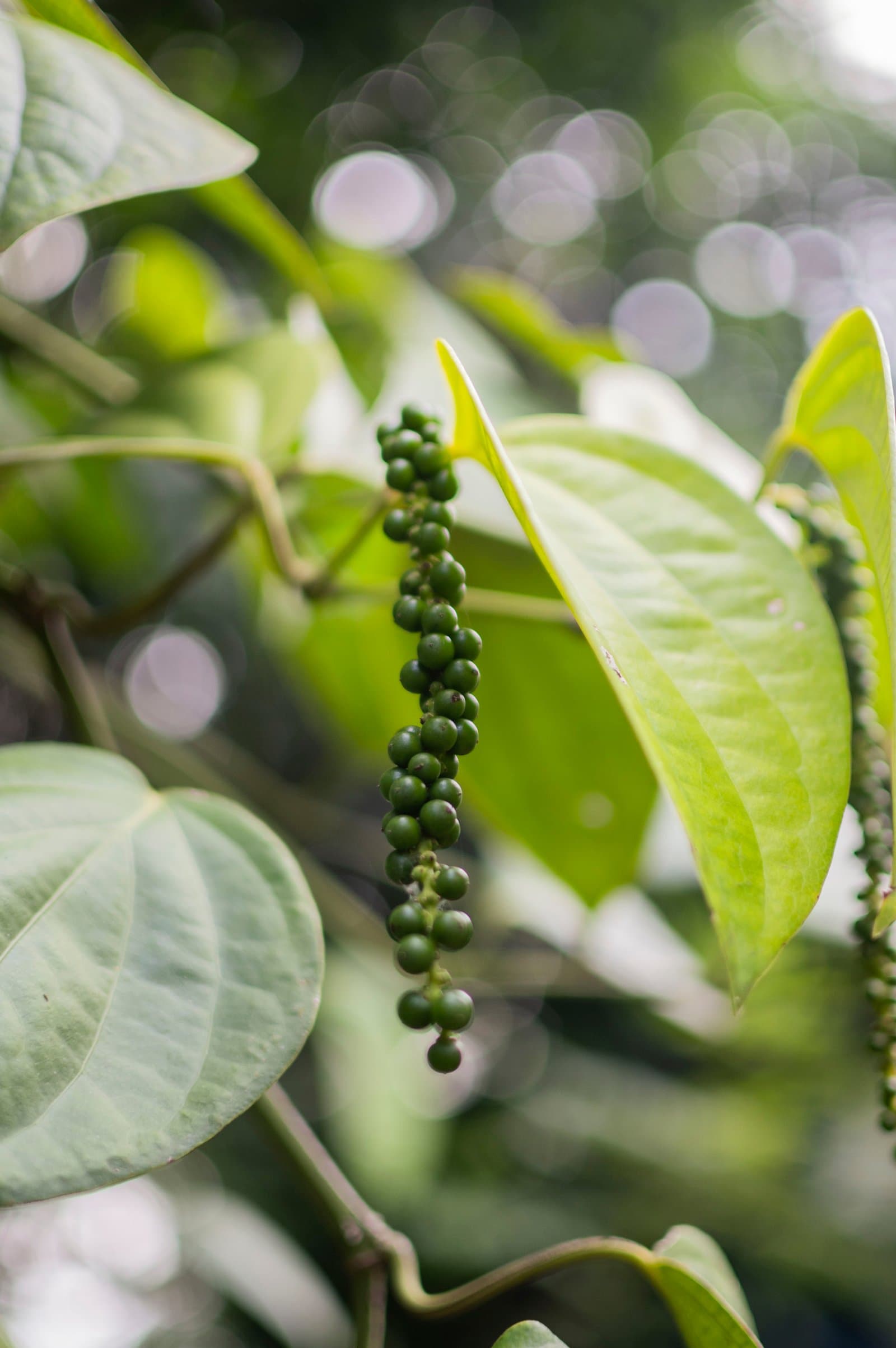 Supplementary image 1